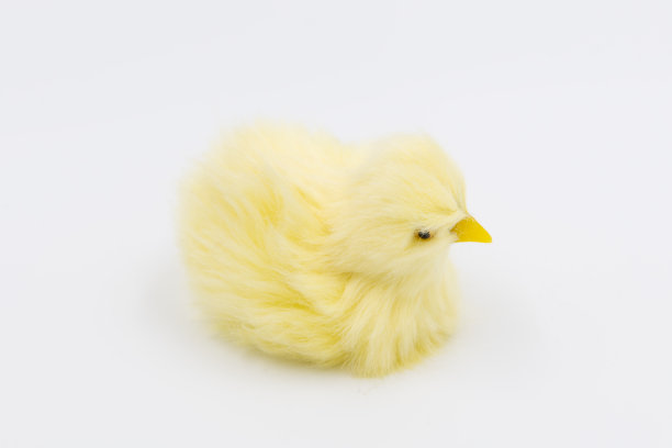 白色背景上的黄色小鸡玩具图片下载