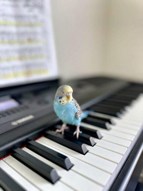 音乐蓝色虎皮鹦鹉(Budgie)长尾小鹦鹉栖息在键盘上家养宠物在家里•股票照片图片下载
