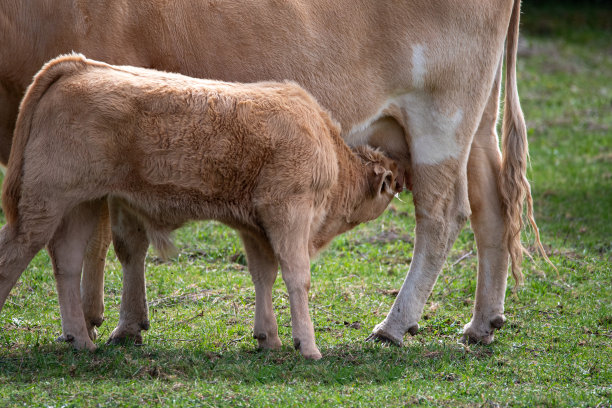棕色的小牛正在吮奶图片下载