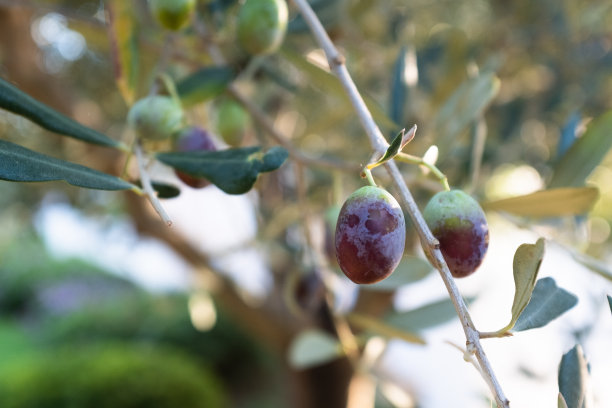 橄榄树的背景，从成熟的橄榄生长在树枝上。皇冠橄榄树与果实出版，设计，海报，日历，邮政，屏幕保护程序，壁纸，封面。高质量照片图片下载