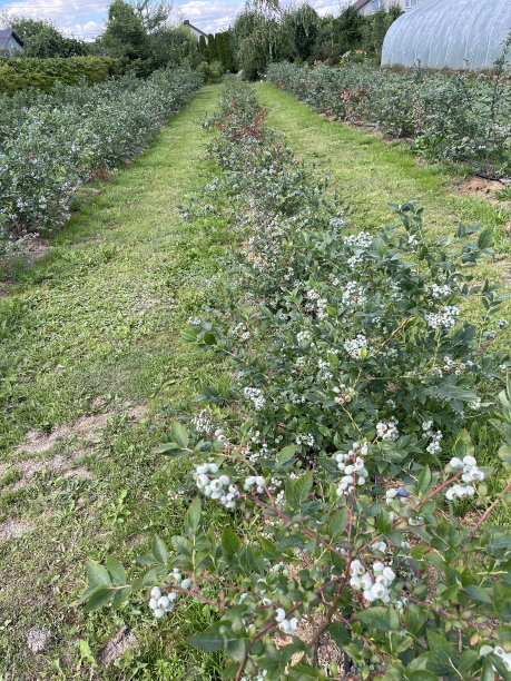 农村的蓝莓种植园图片下载