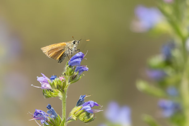 蝴蝶蝴蝶图片下载