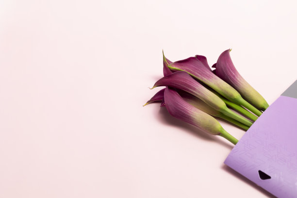 设计紫色的马蹄莲植物和文件夹在粉红色的背景，复制空间的文字。假日，模拟国际会计日，簿记。水平面图片下载