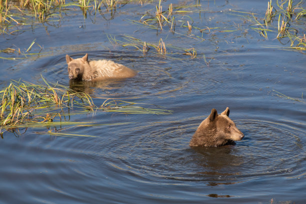 野生动物，照片，灰熊，黑熊，加拿大落基山脉，班夫，贾斯珀，路易斯湖，坎莫尔，卡纳纳斯基，雄伟，自然栖息地，荒野，自然，摄影，强大，熊，野生动物摄影，风景，山区，风景图片下载
