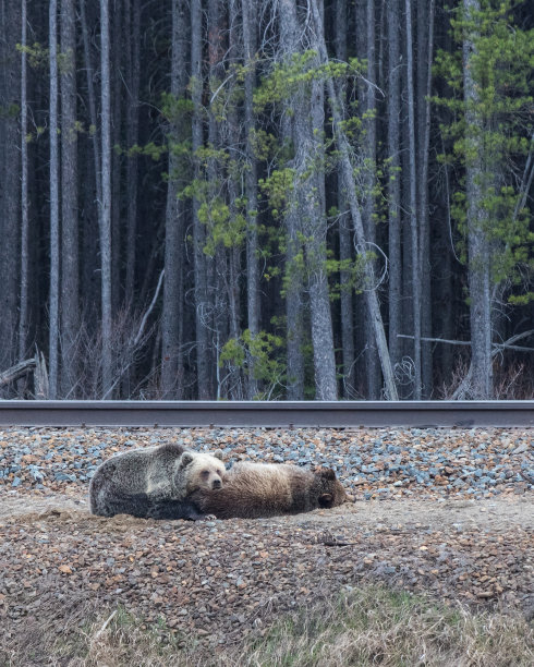 野生动物，照片，灰熊，黑熊，加拿大落基山脉，班夫，贾斯珀，路易斯湖，坎莫尔，卡纳纳斯基，雄伟，自然栖息地，荒野，自然，摄影，强大，熊，野生动物摄影，风景，山区，风景图片下载