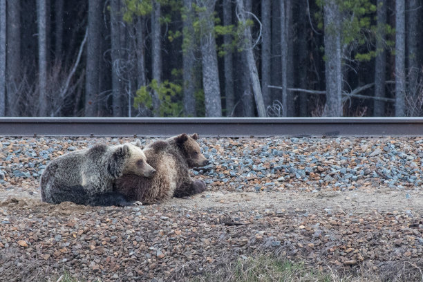 野生动物，照片，灰熊，黑熊，加拿大落基山脉，班夫，贾斯珀，路易斯湖，坎莫尔，卡纳纳斯基，雄伟，自然栖息地，荒野，自然，摄影，强大，熊，野生动物摄影，风景，山区，风景图片下载