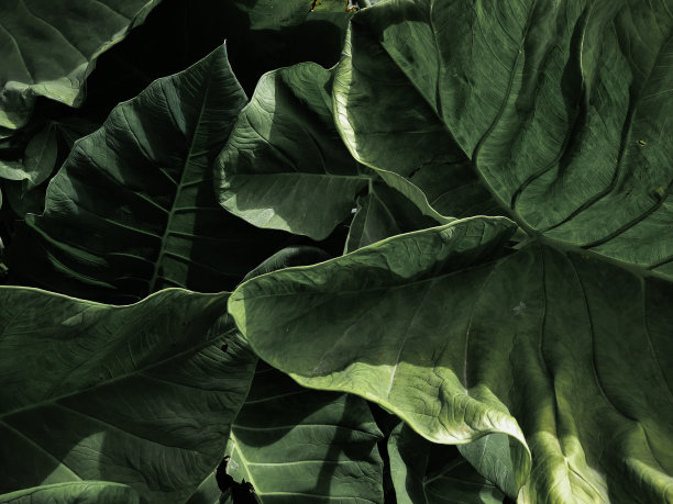 巨大的叶子图片下载