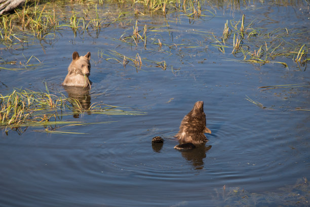 野生动物，照片，灰熊，黑熊，加拿大落基山脉，班夫，贾斯珀，路易斯湖，坎莫尔，卡纳纳斯基，雄伟，自然栖息地，荒野，自然，摄影，强大，熊，野生动物摄影，风景，山区，风景图片下载