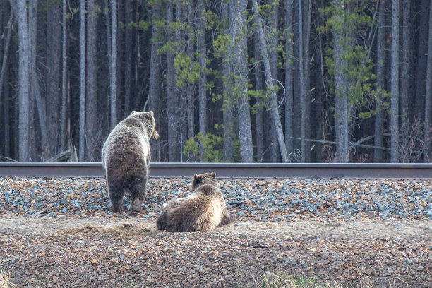 野生动物，照片，灰熊，黑熊，加拿大落基山脉，班夫，贾斯珀，路易斯湖，坎莫尔，卡纳纳斯基，雄伟，自然栖息地，荒野，自然，摄影，强大，熊，野生动物摄影，风景，山区，风景图片下载