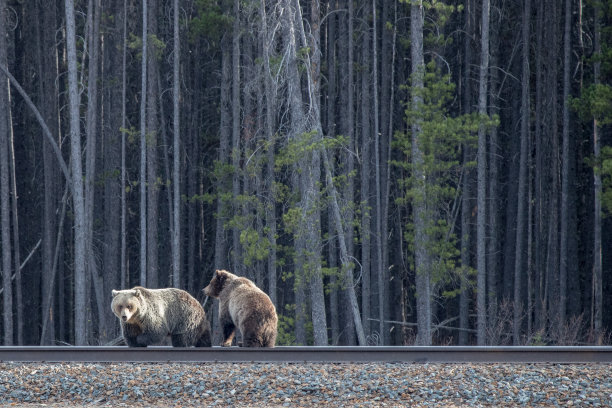 野生动物，照片，灰熊，黑熊，加拿大落基山脉，班夫，贾斯珀，路易斯湖，坎莫尔，卡纳纳斯基，雄伟，自然栖息地，荒野，自然，摄影，强大，熊，野生动物摄影，风景，山区，风景图片下载