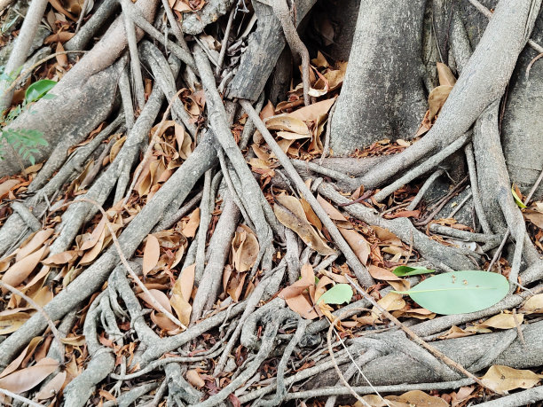 榕树的根图片下载