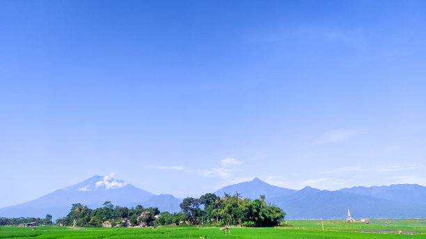 在阳光明媚的日子里，绿色的稻田和火山的背景图片下载