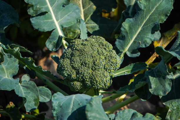 花椰菜种植园的特写照片。农业和有机蔬菜的概念。图片下载