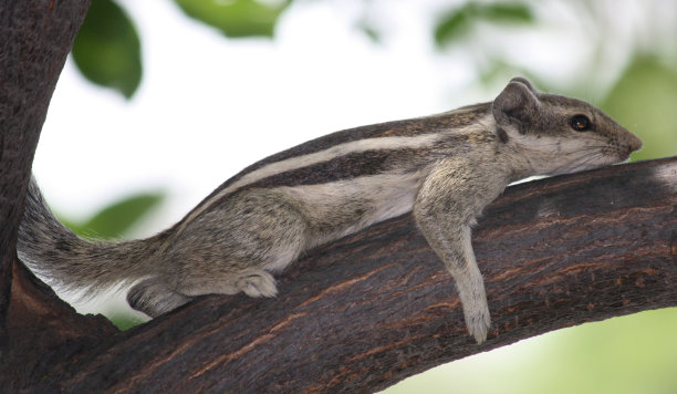 在树荫下休息的印度棕榈松鼠(Funambulus palmarum)(图片来源:Sanjiv Shukla)图片下载
