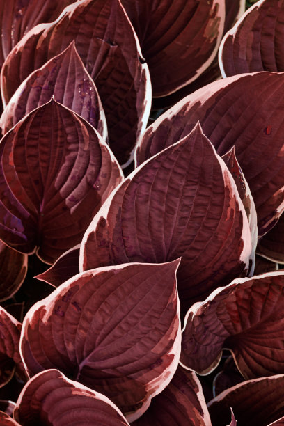 俯视图深红色叶片重复图案，玉树植物叶片自然背景，抽象植物照片，紫白色自然背景极简风格，车前草百合枝叶繁茂明亮图片下载