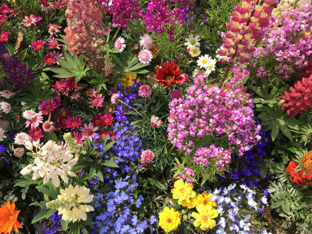 美丽的花朵。一个充满不同的，可爱的，五颜六色的鲜花盛开的花园。背景或墙纸材质照片，比例为4:3。图片下载