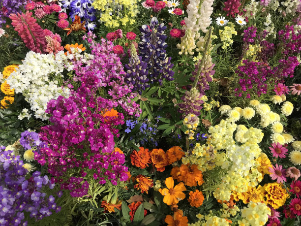 美丽的花朵。一个充满不同的，可爱的，五颜六色的鲜花盛开的花园。背景或墙纸材质照片，比例为4:3。图片下载