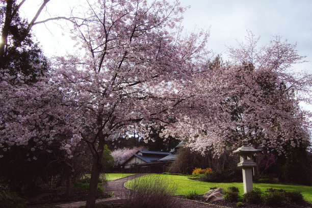 飘渺的樱花盛开。精致的粉色花瓣，这些樱花照片。花园里宁静的春天。春花盛开。图片下载