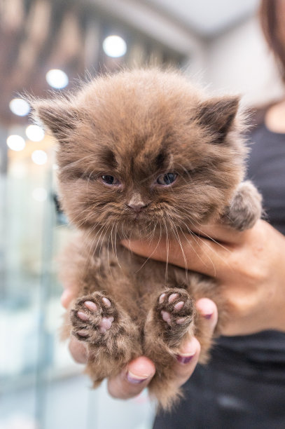 人类手里有大爪子的棕色小猫图片下载