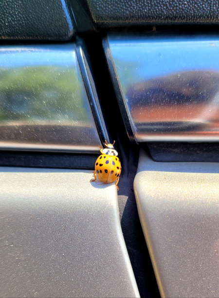 瓢虫在车上!图片下载