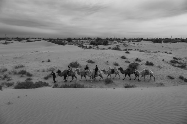 骆驼商队穿越沙漠，内蒙古，中国图片下载