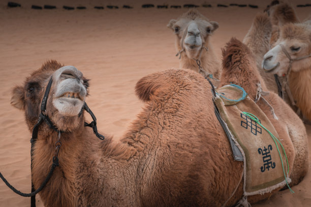 中国内蒙古沙漠中骆驼的特写肖像。图片下载