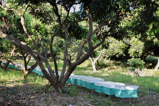 亚洲本地蜂箱图片下载