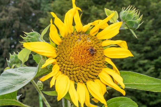 向日葵在阳光下开花图片下载