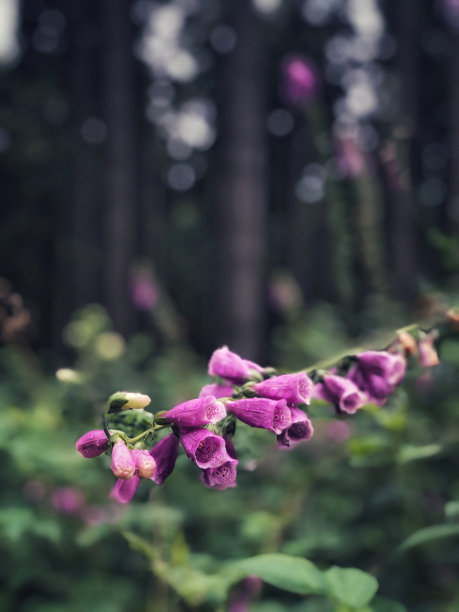 在模糊的背景下，一朵紫红色洋地黄花的特写照片图片下载