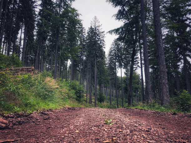 森林道路的低角度照片图片下载