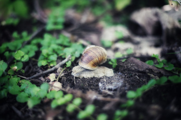 一个葡萄园蜗牛在花园的特写照片对模糊的背景图片下载