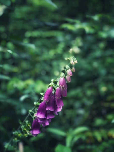 在模糊的背景下，一朵紫红色洋地黄花的特写照片图片下载