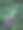 在模糊的背景下，一朵紫红色洋地黄花的特写照片图片下载