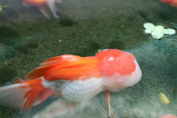 在水族鱼池里游泳的金鱼近景图片下载