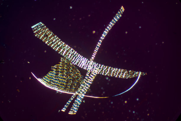 大气抽象显微照片切片通过泥炭苔藓叶。图片下载