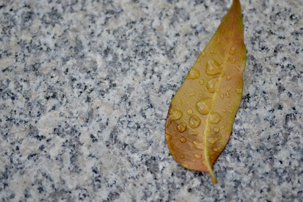 这是一张黄色叶子的特写照片，叶子表面有水滴，背景是花岗岩。图片下载