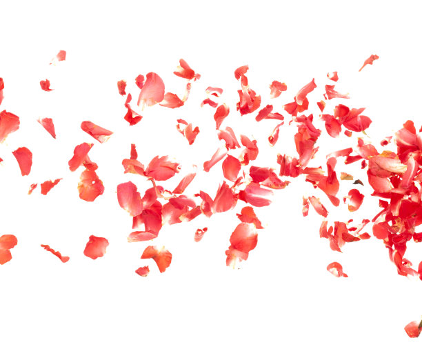 红玫瑰花瓣飘落浪漫白色背景孤立与真实照片红玫瑰花瓣飞舞。爱情，浪漫花开春日，喜帖红玫瑰花瓣半空中图片下载