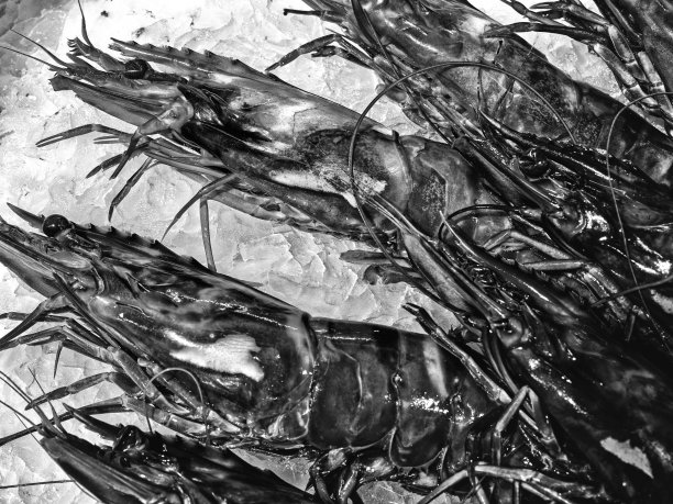 法国的Île de r<e:1>岛图片下载