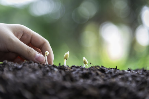 种树，浇水，直到土壤。自然为可持续发展的环境。全球变暖的概念。图片下载
