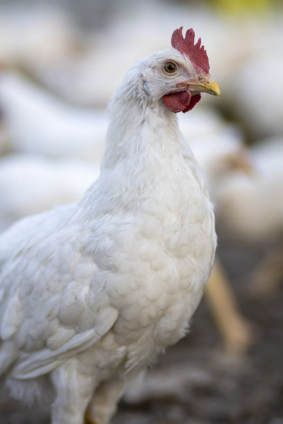 围栏里的白鸡模糊了背景图片下载