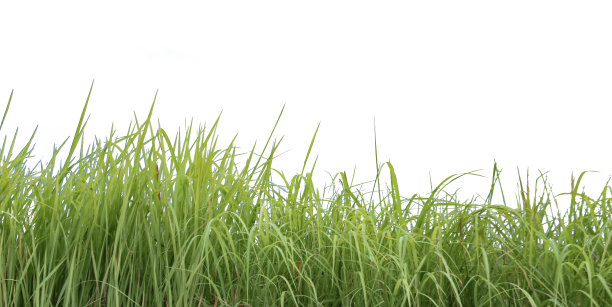 在白色的背景上剪出一丛高大的绿草。图片下载