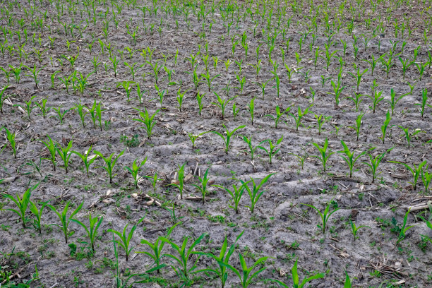 这是一张长满玉米幼苗的田地的照片。植物是绿色的，土壤是棕色的，它们排成一行。图片下载