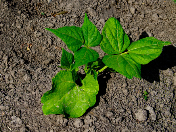这是一棵绿色的小植物的照片，它长着三片明亮的叶子，生长在深棕色的土壤里。植株居中，看起来很健康。豆茎生长在家里的花园里。本土的食物。图片下载