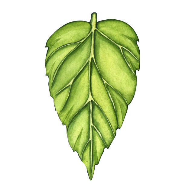 在白色背景上孤立的新鲜绿叶。水彩花卉插图集，绿叶枝收集。素食、生态、有机的设计元素图片下载