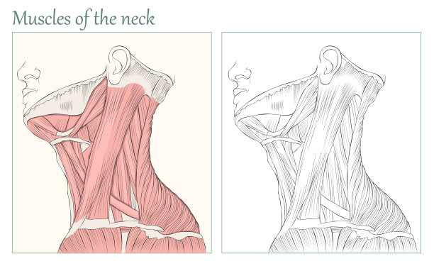 颈部肌肉。人体颈部解剖平面矢量插图。图片下载