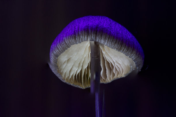 详细，微距照片迷幻的紫色蘑菇，黑暗的背景，戏剧性的照明。水平的。图片下载
