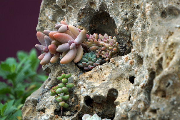 月光石多肉植物的特写照片。它也被称为糖杏仁植物或厚叶杏仁。图片下载