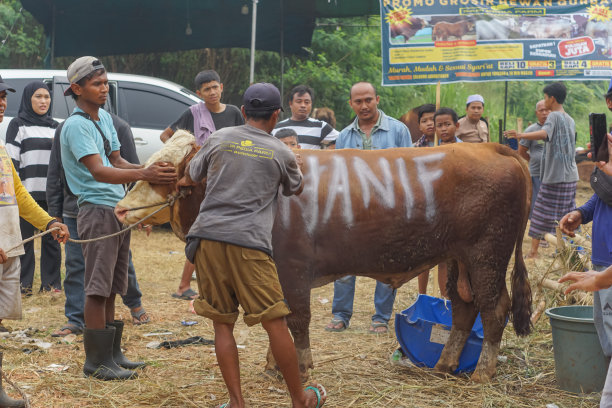 库尔班动物摊贩的工作人员抬着牛，这些牛将在宰牲节这天卖给库尔班的潜在买家。图片下载