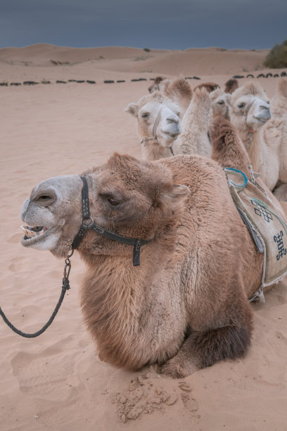 在中国的内蒙古，日落时的沙漠骆驼，中国包头图片下载