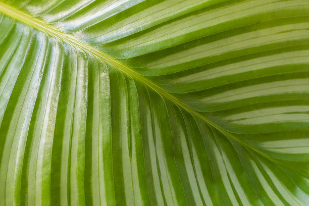 扇形叶片的全画幅照片，上面装饰着浅色、规则的条纹。玉兰属植物图片下载